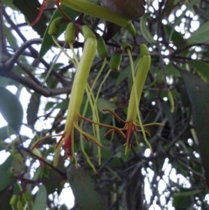 Muellerina eucalyptoides at Coolagolite, NSW - 2 Jan 2014 12:00 AM