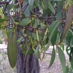 Muellerina eucalyptoides at Coolagolite, NSW - 2 Jan 2014 12:00 AM