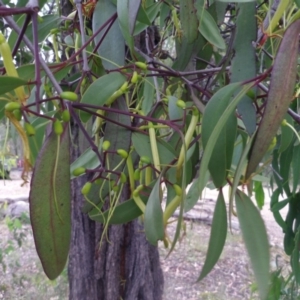 Muellerina eucalyptoides at Coolagolite, NSW - 2 Jan 2014