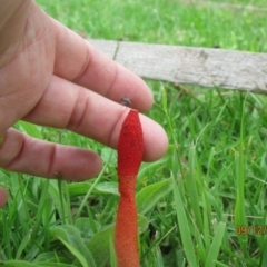 Phallus rubicundus (Phallus rubicundus) at Wolumla, NSW - 9 Dec 2013 by PatriciaDaly