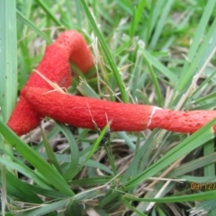 Phallus rubicundus at Wolumla, NSW - 9 Dec 2013