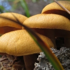 Gymnopilus junonius (Spectacular Rustgill) at Pambula, NSW - 15 May 2014 by Teresa