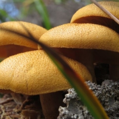 Gymnopilus junonius (Spectacular Rustgill) at Panboola - 15 May 2014 by Teresa