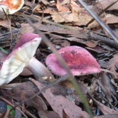 Russula persanguinea (Russula persanguinea) at Panboola - 15 May 2014 by Teresa