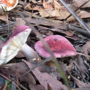 Russula persanguinea at Pambula, NSW - 16 May 2014 12:00 AM