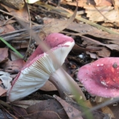 Russula persanguinea at Pambula, NSW - 16 May 2014 12:00 AM