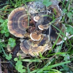 Trametes versicolor (Turkey Tail) at Panboola - 15 May 2014 by Teresa