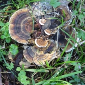 Trametes versicolor at Pambula, NSW - 16 May 2014 12:00 AM