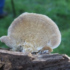 Trametes versicolor at Pambula, NSW - 16 May 2014 12:00 AM