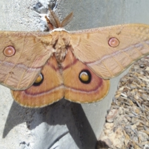 Opodiphthera helena at Coolagolite, NSW - 20 Sep 2014 12:00 AM