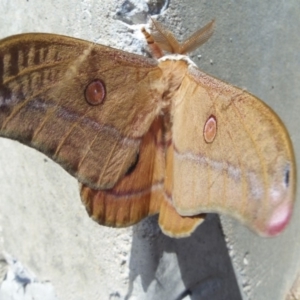 Opodiphthera helena at Coolagolite, NSW - 20 Sep 2014 12:00 AM