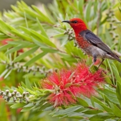 Myzomela sanguinolenta (Scarlet Honeyeater) at Wallagoot, NSW - 13 Jan 2015 by Will