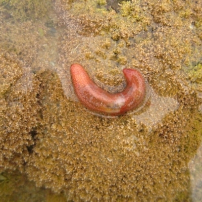 Chiridota gigas (Sea Cucumber) at Wallaga Lake, NSW - 28 Mar 2012 by MichaelMcMaster