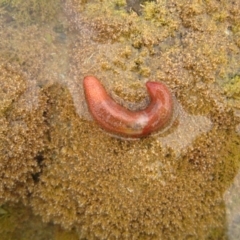 Chiridota gigas (Sea Cucumber) at Wallaga Lake, NSW - 27 Mar 2012 by MichaelMcMaster