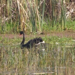 Cygnus atratus (Black Swan) at Bermagui, NSW - 30 Mar 2012 by Angel