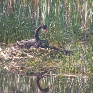 Cygnus atratus at Bermagui, NSW - 30 Mar 2012