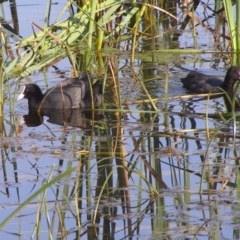 Fulica atra (Eurasian Coot) at Bermagui, NSW - 30 Mar 2012 by Angel