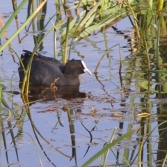 Fulica atra at Bermagui, NSW - 30 Mar 2012 12:00 AM