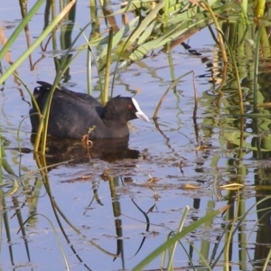 Fulica atra at Bermagui, NSW - 30 Mar 2012