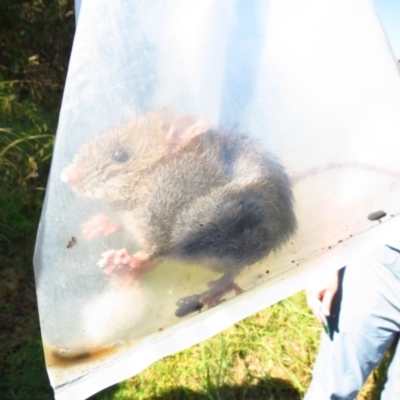 Rattus fuscipes (Bush Rat) at Bermagui, NSW - 30 Mar 2012 by MichaelMcMaster