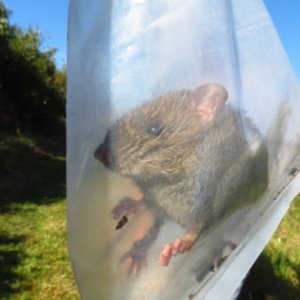 Rattus fuscipes at Bermagui, NSW - 30 Mar 2012