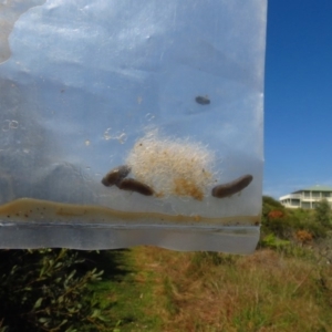 Rattus fuscipes at Bermagui, NSW - 30 Mar 2012 12:00 AM