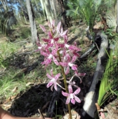 Dipodium variegatum (Blotched Hyacinth Orchid) at Bermagui, NSW - 29 Mar 2012 by MichaelMcMaster