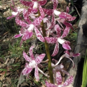 Dipodium variegatum at Bermagui, NSW - suppressed