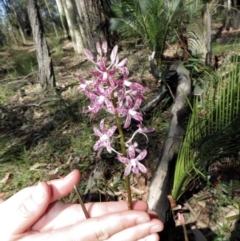 Dipodium variegatum at Bermagui, NSW - 30 Mar 2012