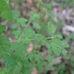 Prostanthera incisa (Cut-leaf Mint-bush) at Bermagui, NSW - 29 Mar 2012 by JohnTann