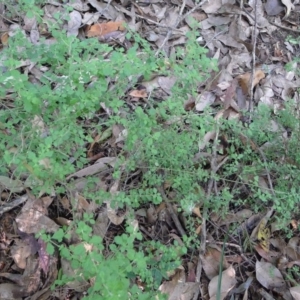 Prostanthera incisa at Bermagui, NSW - 30 Mar 2012 12:00 AM