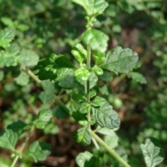 Prostanthera incisa at Bermagui, NSW - 30 Mar 2012 12:00 AM