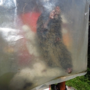 Rattus lutreolus at Bermagui, NSW - 30 Mar 2012 12:00 AM