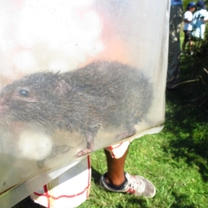 Rattus lutreolus at Bermagui, NSW - 30 Mar 2012