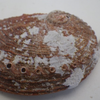 Haliotis rubra (Warty Ear Shell) at Bermagui, NSW - 30 Mar 2012 by timbarra