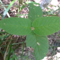 Pomaderris aspera (Hazel Pomaderris) at Bermagui, NSW - 30 Mar 2012 by JohnTann