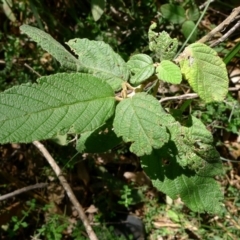 Pomaderris aspera at Bermagui, NSW - 30 Mar 2012 12:00 AM