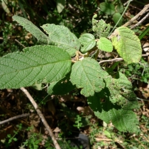 Pomaderris aspera at Bermagui, NSW - 30 Mar 2012 12:00 AM