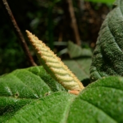 Pomaderris aspera at Bermagui, NSW - 30 Mar 2012 12:00 AM