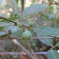 Notelaea venosa (Large Mock Olive) at Bermagui, NSW - 29 Mar 2012 by JohnTann