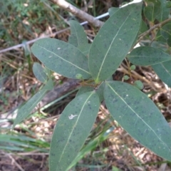 Notelaea venosa at Bermagui, NSW - 30 Mar 2012