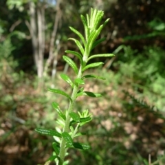 Olearia ramulosa (Oily Bush) at Bermagui, NSW - 29 Mar 2012 by JohnTann