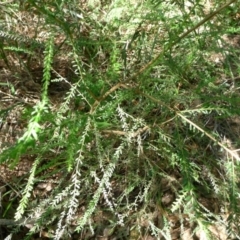 Olearia ramulosa at Bermagui, NSW - 30 Mar 2012 12:00 AM