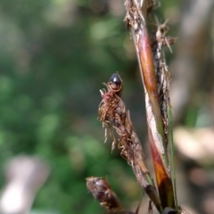 Gahnia melanocarpa (Black-fruit Saw-sedge) at Bermagui, NSW - 30 Mar 2012 by JohnTann