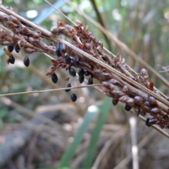 Gahnia melanocarpa at Bermagui, NSW - 30 Mar 2012