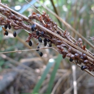 Gahnia melanocarpa at Bermagui, NSW - 30 Mar 2012