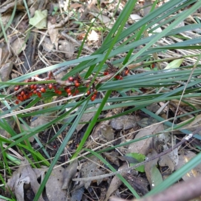 Gahnia sieberiana (Red-fruit Saw-sedge) at Bermagui, NSW - 29 Mar 2012 by JohnTann