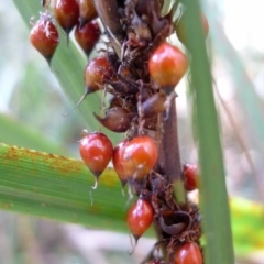 Gahnia sieberiana at Bermagui, NSW - 30 Mar 2012