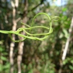 Cassytha pubescens (Devil's Twine) at Bermagui, NSW - 29 Mar 2012 by JohnTann