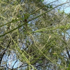 Cassytha pubescens at Bermagui, NSW - 30 Mar 2012